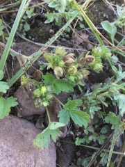 Potentilla biennis