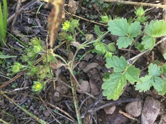 Potentilla biennis