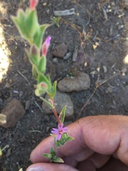 Epilobium campestre