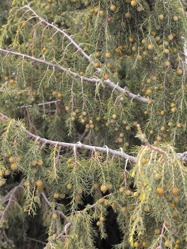 Canary islands juniper (Juniperus cedrus)
