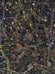 Linanthus harknessii