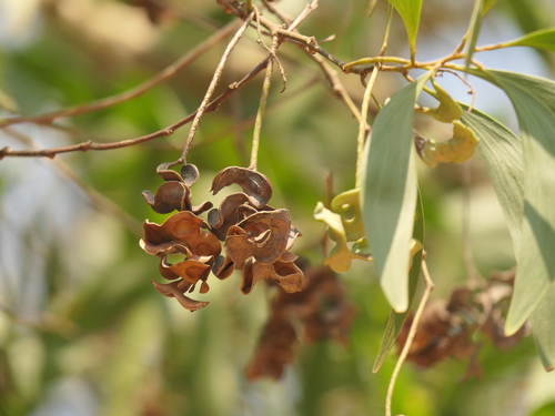 Image of Acacia auriculiformis by (c) Sagnik Dutta Roy, some rights reserved (CC BY)