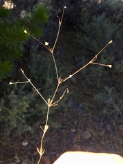 Linanthus harknessii