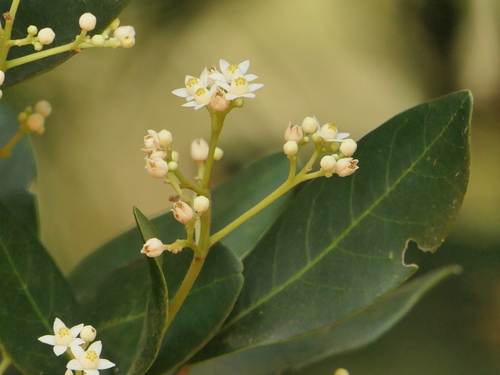 Walsura trifoliolata observed 2025-03-25