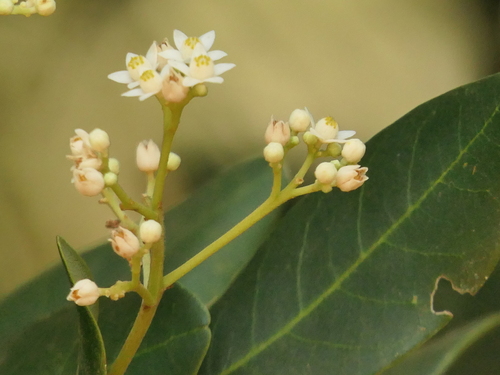 Walsura trifoliolata, photograph 6