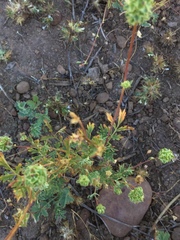 Sanguisorba occidentalis