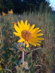 Helianthus mollis