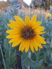Helianthus mollis