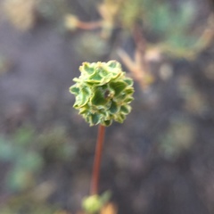 Sanguisorba occidentalis