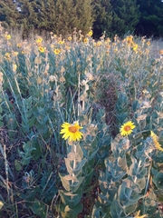 Helianthus mollis