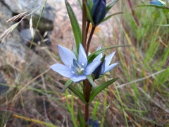 Lomatogonium rotatum