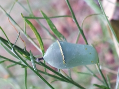 Danaus gilippus