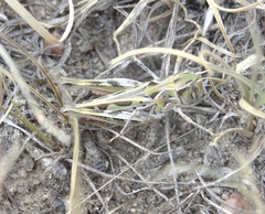 Phlibostroma quadrimaculatum