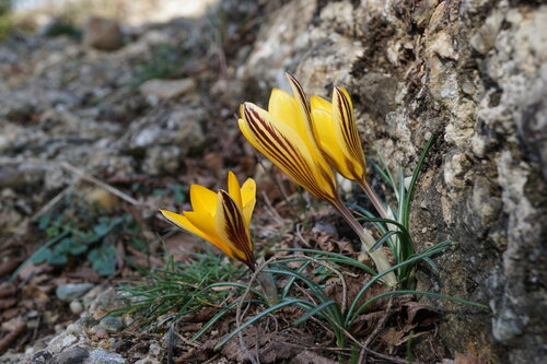 Crocus angustifolius Weston