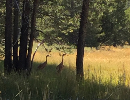 iNaturalist observation photo of Sandhill Crane