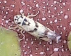 Eupteryx atropunctata