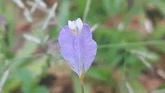 Burmannia