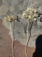 Allium bisceptrum