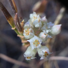 Cuscuta occidentalis