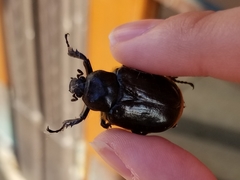 Osmoderma eremicola