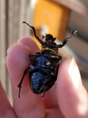 Osmoderma eremicola