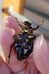 Osmoderma eremicola