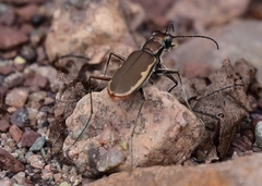 Cicindela marginipennis