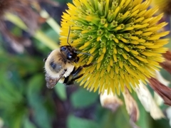 Bombus griseocollis