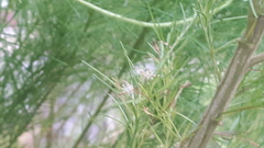 Artemisia scoparia
