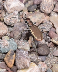 Cicindela marginipennis