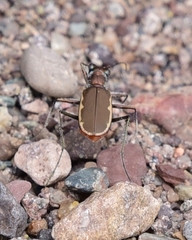 Cicindela marginipennis