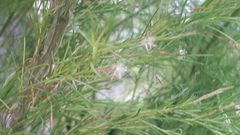 Artemisia scoparia
