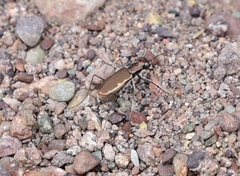 Cicindela marginipennis