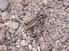 Cicindela marginipennis