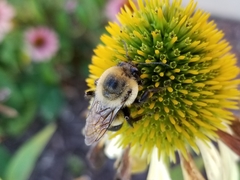 Bombus griseocollis