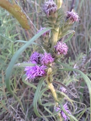 Liatris squarrosa