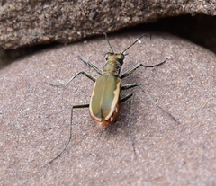 Cicindela marginipennis