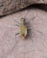 Cicindela marginipennis