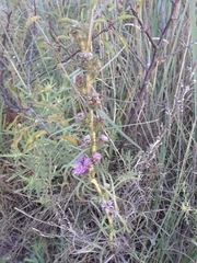 Liatris squarrosa