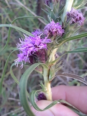 Liatris squarrosa