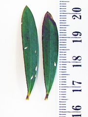 Anzaspis angusta