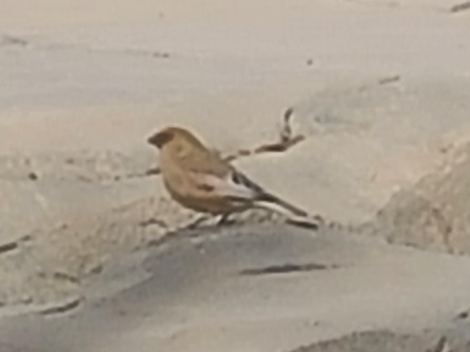 Desert Finch