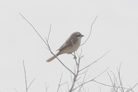 Isabelline Shrike