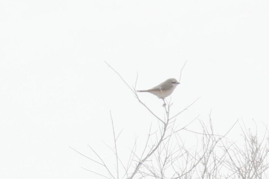 Isabelline Shrike