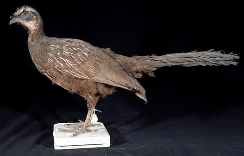 White-browed Guan