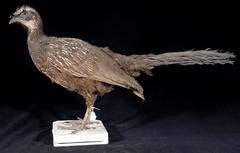 White-Browed Guan photo 3