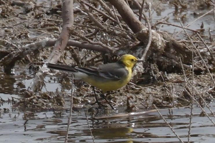 Citrine Wagtail