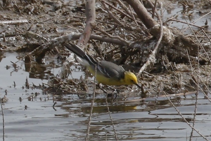 Citrine Wagtail