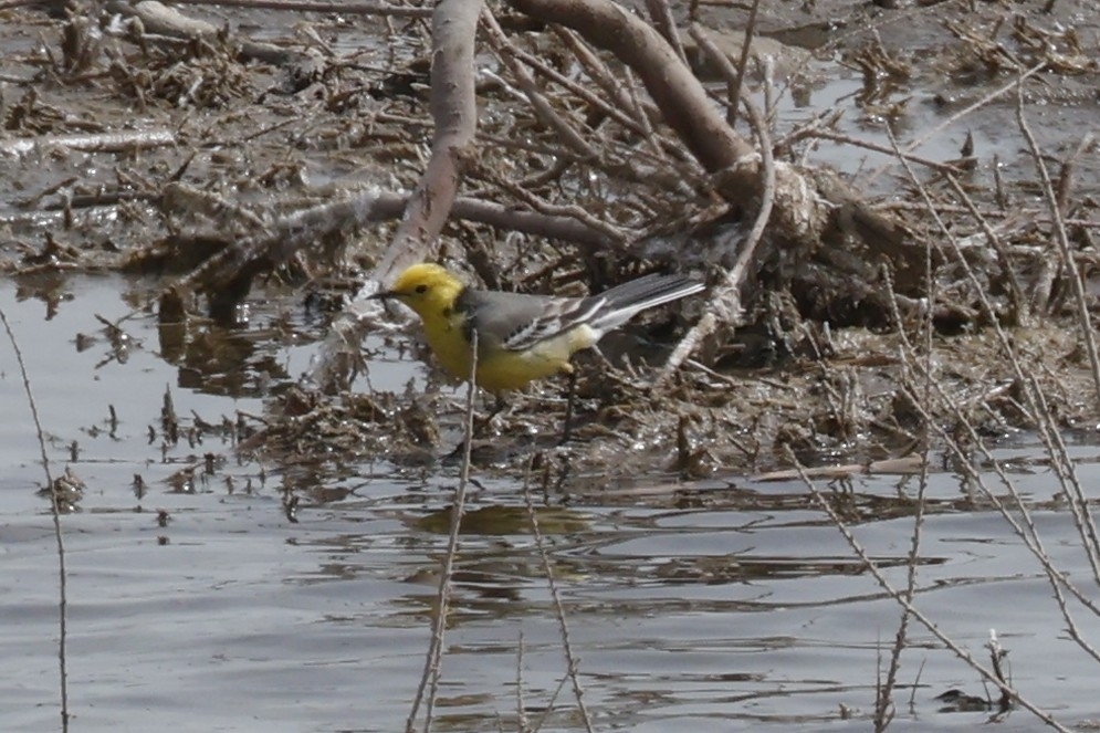 Citrine Wagtail