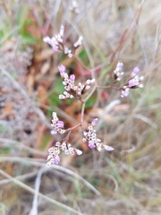 Limonium californicum